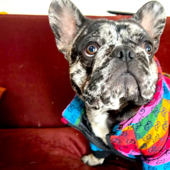 GG Gucci logo dog hoodies brand new size XXL hoodies - Picture 3 of 7